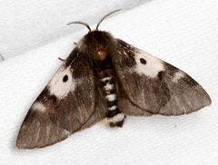 Nataxa flavescens