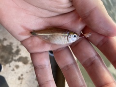 Hyphessobrycon anisitsi