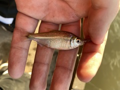 Hyphessobrycon anisitsi