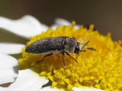 Acmaeoderella flavofasciata pilivestis