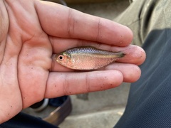 Hyphessobrycon anisitsi