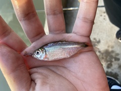 Hyphessobrycon anisitsi