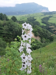Delphinium crispulum