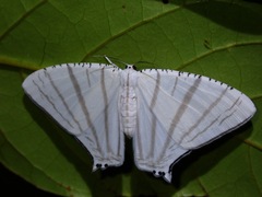 Urapteroides astheniata