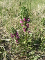 Pedicularis crenulata