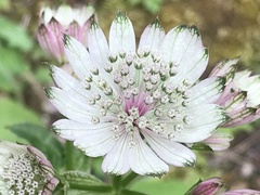 Astrantia