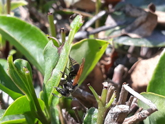 Brachygastra mellifica