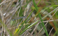 Coenagrion ornatum