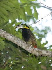 Selenidera maculirostris