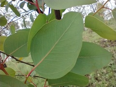 Eucalyptus