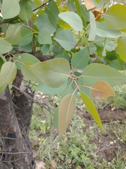 Eucalyptus