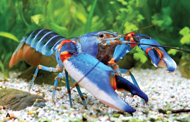 Cherax alyciae