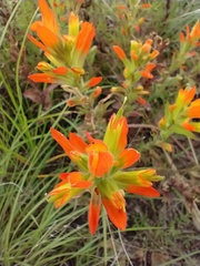 Castilleja