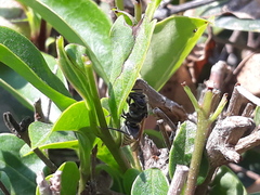 Brachygastra mellifica