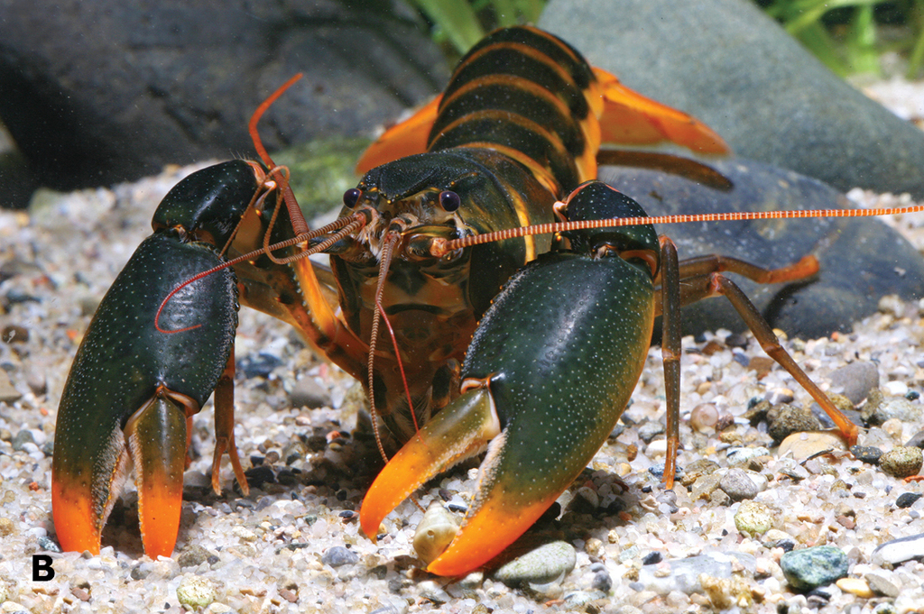Écrevisse verte à pinces orangées (Cherax snowden)