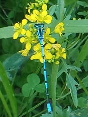Coenagrion puella