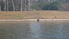 Trachemys scripta elegans