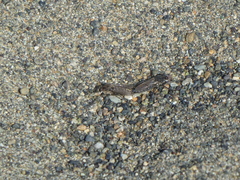 Lasiopogon puyallupi