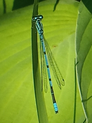 Coenagrion puella