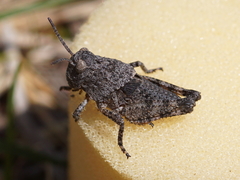 Bryodemella tuberculata