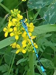 Coenagrion puella