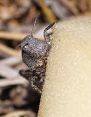 Bryodemella tuberculata