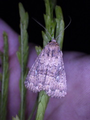 Condica sutor
