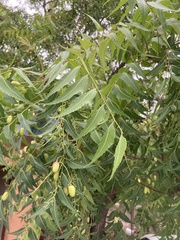 Azadirachta