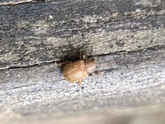 Demotina modesta