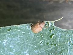 Demotina modesta