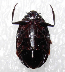 Dineutus sublineatus