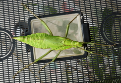 Heteropteryx dilatata