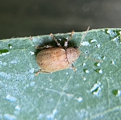 Demotina modesta