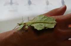 Phylliidae