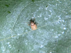 Demotina modesta