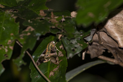 Macroglossum divergens