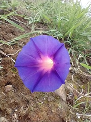 Ipomoea pubescens