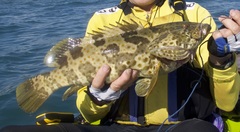 Epinephelus coioides