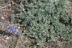 Lupinus albifrons collinus