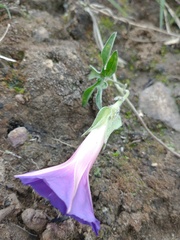Ipomoea pubescens