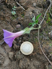Ipomoea pubescens