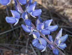 Lupinus albifrons collinus