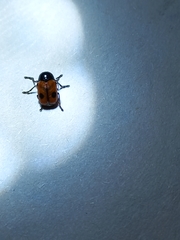 Cryptocephalus bipunctatus