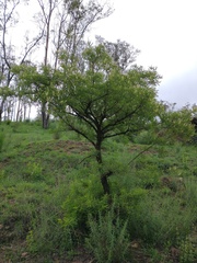 Eysenhardtia polystachya