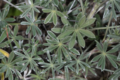Lupinus albifrons collinus