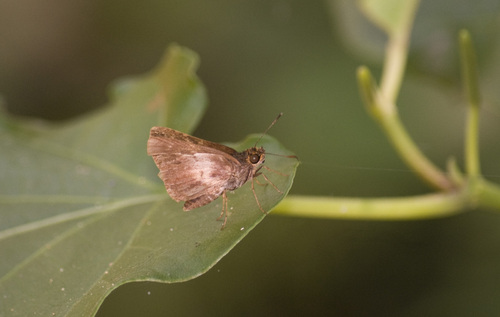 Nastra dryas
