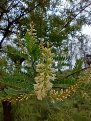 Eysenhardtia polystachya