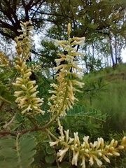 Eysenhardtia polystachya