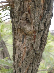 Eysenhardtia polystachya