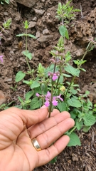 Stachys drummondii